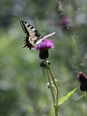 Old world swallowtail, Papilio machaon, also known as swallotail, feeding on melancholy thistle in...