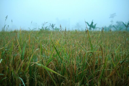 View of rice fields in foggy weather, photo taken in the morning on a beach in Cianjur, West Java, Indonesia