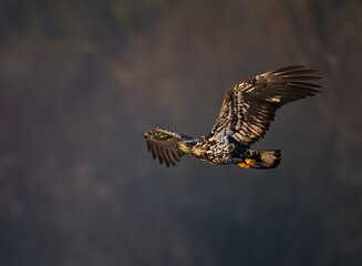 Immature bald eagle in flight
