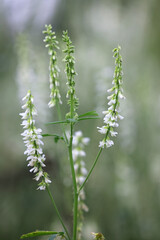 White Melilot, Melilotus albus, also known as Honey clover or White sweet clover, wild flowering plant from Finland