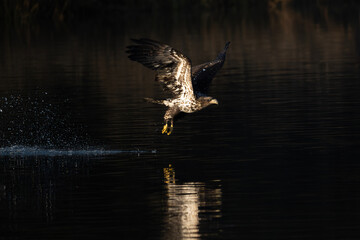 Immature bald eagle flies off the water with a fish in its talons