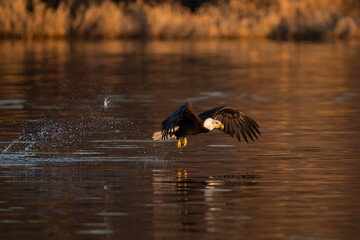 Bald eagle misses fish seen flying out of the water
