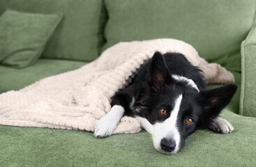 A sad border collie is resting on a green sofa covered with a blanket. The dog is sick. Dog at home