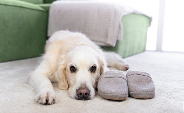 A sad golden retriever has laid his head on the carpet next to his owners' slippers and is waiting for his owners to return. The dog is waiting alone at home