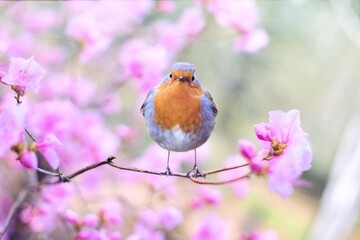 The bird perches on a cherry blossom branch, its delicate frame contrasting beautifully with the...