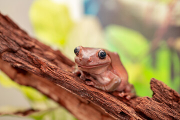 An Australian tree frog sits on the bark of a tree. The frog turns around and looks at the camera.