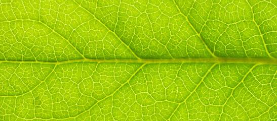 Green leaf veins texture. Close-up leaf. Macro photography. Eco concept. Natural background.