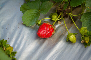 Closeup view of strawberry plant