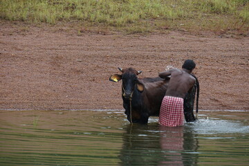 Village man taking bath his cow in a river