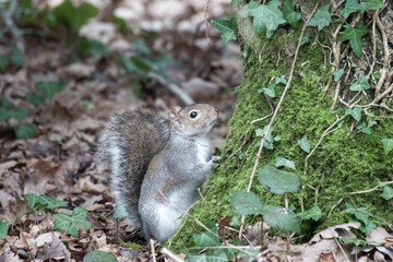 Naklejka na ściany i meble close up portrait of grey squirrel looking at camera from base of a tree trunk