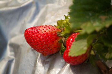 Closeup view of strawberry plant