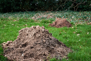 Pair of large mole hills seen in a private lawn during early spring. The moles are doing extensive...