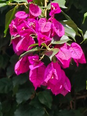 pink flower bush