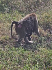 baboon carrying baby