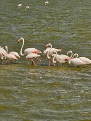 group of flamingos