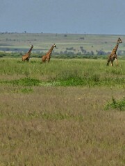 Giraffes in the field