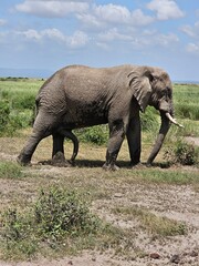 Fototapeta premium Elephant