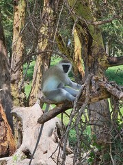 Monkey in a tree