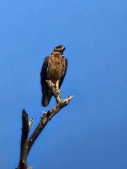 red tailed hawk