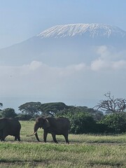 elephants in the savannah under Kilimanjaro 