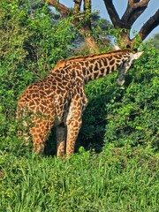 Giraffe eating 