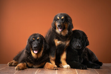 Trio of Tibetan Mastiff puppies lounging, showcasing their dense coats and varying hues. Dog on red...
