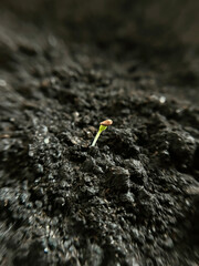 A tiny sprout of valerian with a seed on it grows in the ground