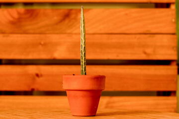 planta suculenta decoracion