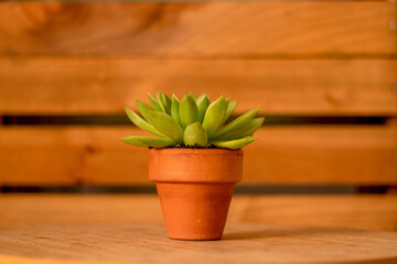 planta suculenta decoracion