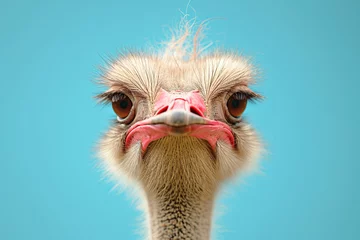  Close up of an ostrich head looking straight at the camera. © Stas