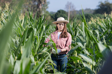 Portrait person in a field. farmer in field. woman working in corn fields.