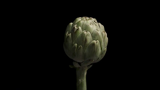 Artichoke Elegance: Culinary Delights in 4K