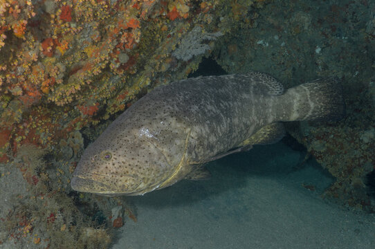 Scuba Diving West Palm Beach and Jupiter Florida. Goliath Grouper, sharks, morays, underwater pictures

