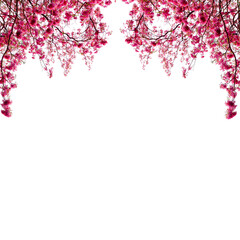 Obraz na płótnie Canvas Pink cherry flowers png 