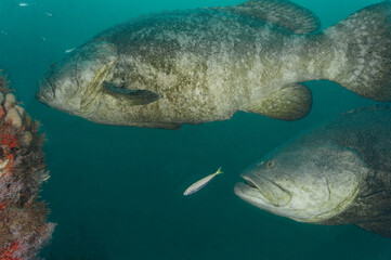 Scuba Diving West Palm Beach and Jupiter Florida. Goliath Grouper, sharks, morays, underwater...