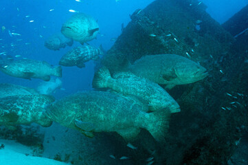 Fototapeta na wymiar Scuba Diving West Palm Beach and Jupiter Florida. Goliath Grouper, sharks, morays, underwater pictures