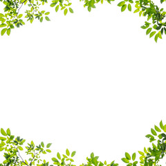 Botanic green leaves border png