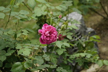 Close-up of roses blooming in the garden