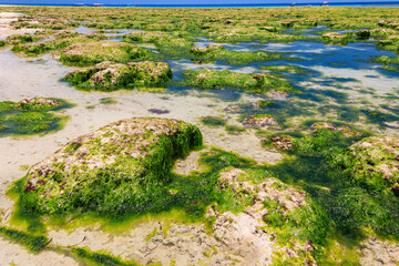 View of the Indian ocean at low tide, Zanzibar, Tanzania