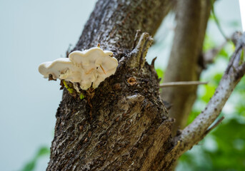 White mushroom on a brown tree trunk.
