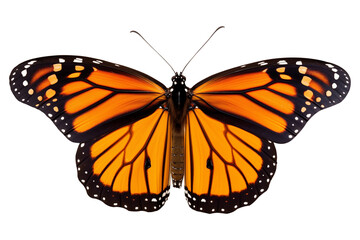 Top view Close up to a Beautiful orange tropical Flying monarch butterfly PNG with wings Isolated on Transparent and White Background - tropical wildlife Biology concept