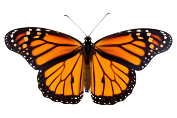 Top view Close up to a Beautiful orange tropical Flying monarch butterfly PNG with wings Isolated on Transparent and White Background - tropical wildlife Biology concept
