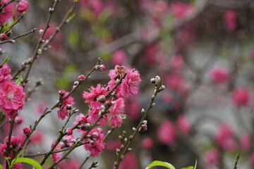 Close-up of peach blossoms blooming in spring - Prunus persica