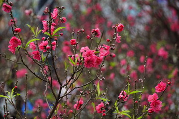 Close-up of peach blossoms blooming in spring - Prunus persica