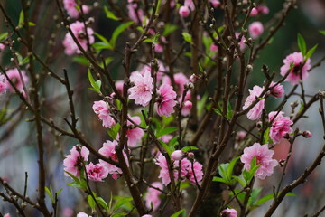 Close-up of peach blossoms blooming in spring - Prunus persica