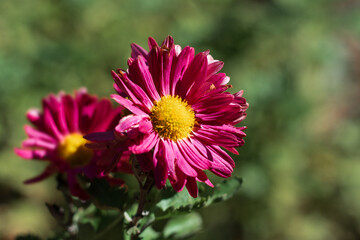 Beautiful pink chrysanthemum flowers with green foliage. A pink chrysanthemum flower growing outdoors. Photo of a bouquet of pink and purple chrysanthemum flowers.