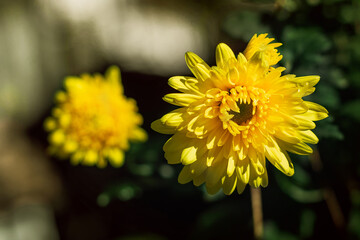 Yellow chrysanthemums bloom in the garden in summer. A yellow chrysanthemum flower growing outdoors. Beautiful yellow chrysanthemum flowers with green foliage. 