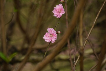 Close-up of peach blossoms blooming in spring - Prunus persica