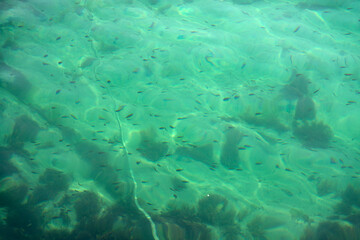 Fototapeta premium View of the small fishes in the sea