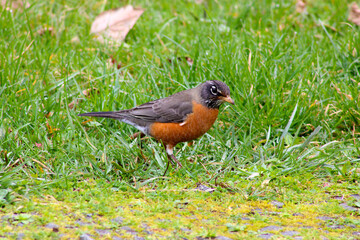 American Robin in Grass 04